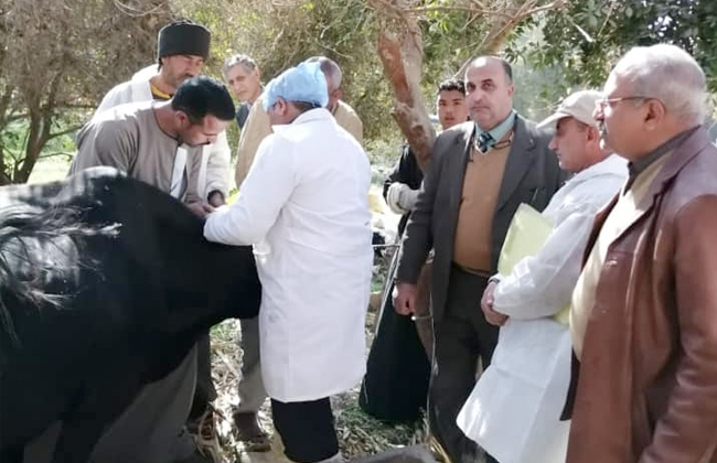 الحملة القومية للتحصين ضد مرض الحمى القلاعية الحملة القومية للتحصين ضد مرض الحمى القلاعية