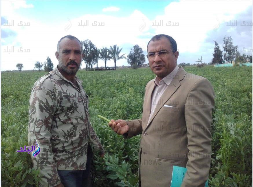 حقول إرشادية لمكافحة الزمير فى القمح بالبحيرة..صور حقول إرشادية لمكافحة الزمير فى القمح بالبحيرة..صور