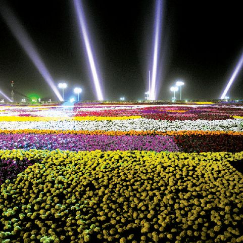 أكبر سجادة من الزهور في العالم أكبر سجادة من الزهور في العالم