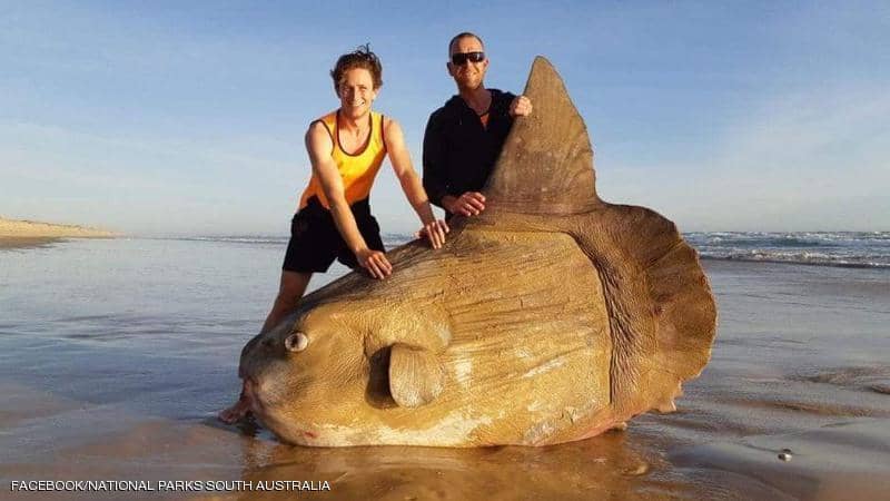 سمكة مولا مولا 