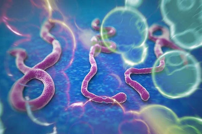 فيروس الإيبولا فيروس الإيبولا