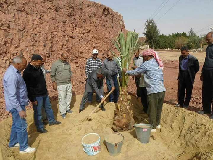 زراعة ٢٠٠ نخلة بقرى القصر بالوادي الجديد