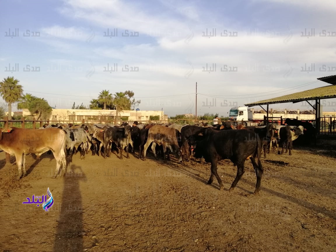 دعم مشروع عاداة للثروة الحيوانية بالبحيرة بـ 600 عجل برازيلي دعم مشروع عاداة للثروة الحيوانية بالبحيرة بـ 600 عجل برازيلي