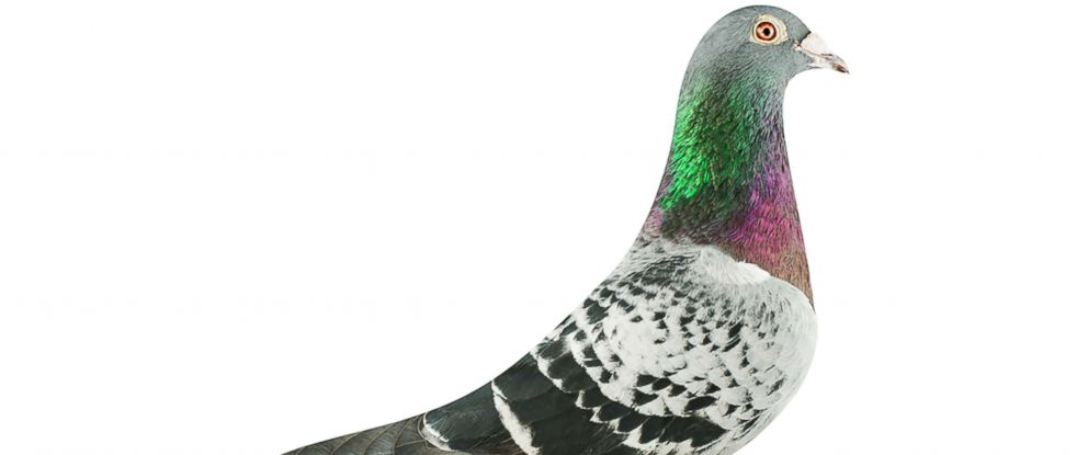 حمامة بيعت بثروة 