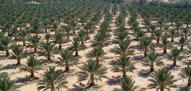  البلح المجدول يغزو واحات الوادي الجديد
