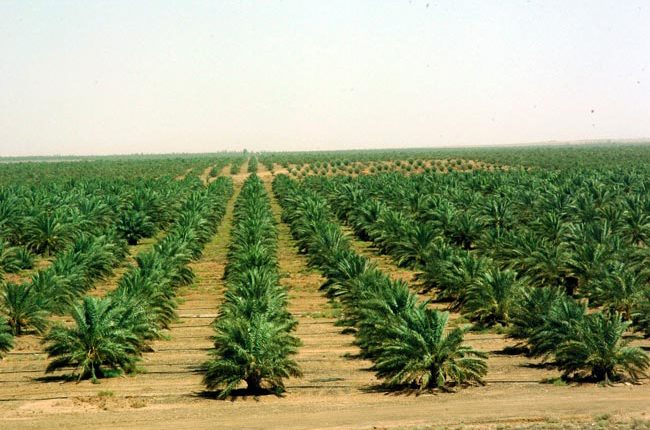 مشروعات زراعة النخيل