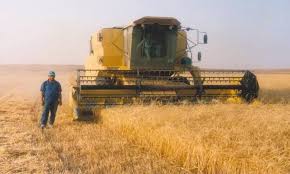 الوادي الجديد تستعد لموسم حصاد القمح علي مستوي مراكز المحافظ