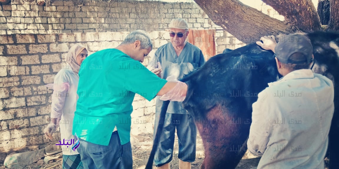 قافلة بيطرية قافلة بيطرية