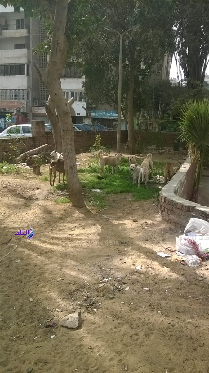 الكلاب الضالة