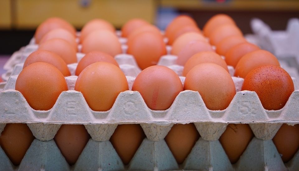 بيض المائدة بيض المائدة