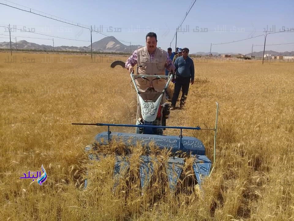 اول حصاد للقمح والشعير على مستوى الجمهورية بالشلاتين
