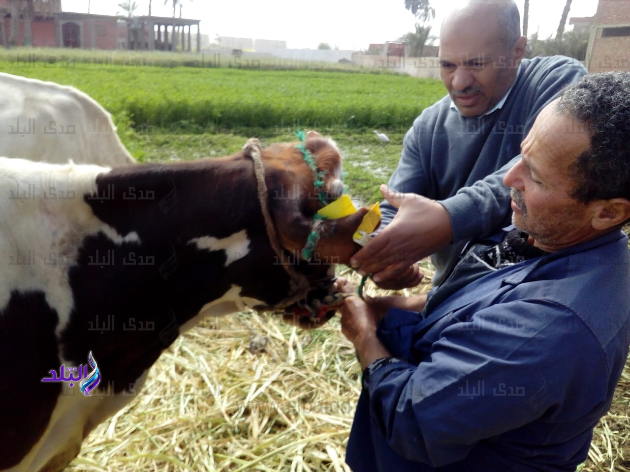 الزراعة تحصن أكثر من 400 ألف رأس ماشية 