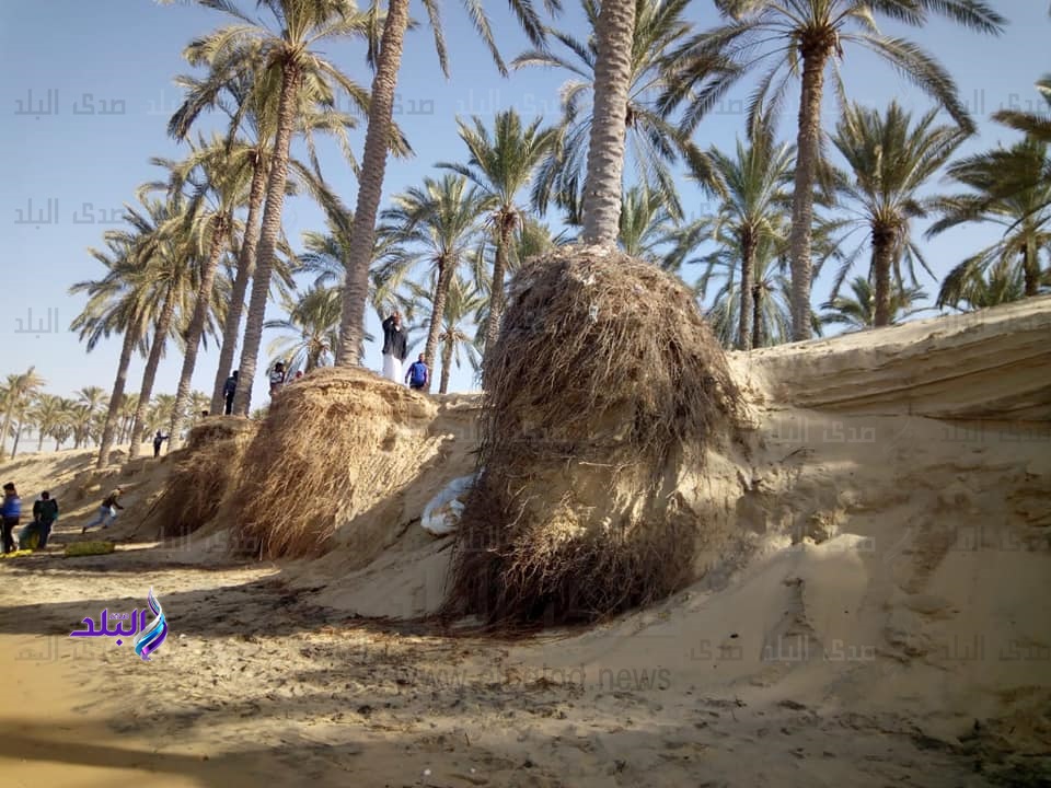 نحر الشاطيء