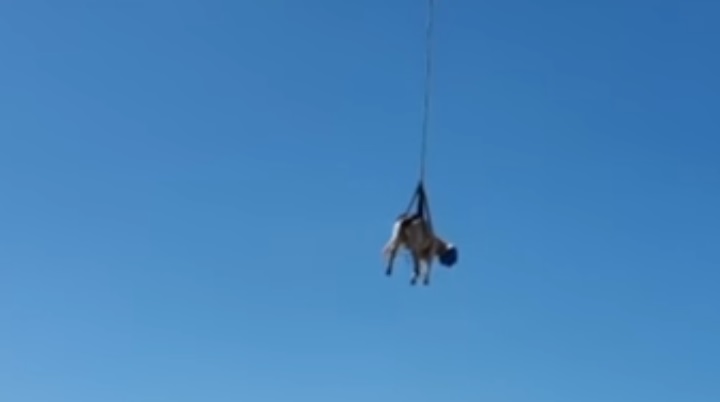 نقل البقرة جوًا نقل البقرة جوًا