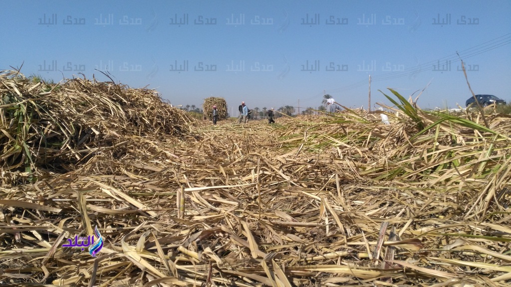 قنا تتخلص من مخلفاتها الزراعية بطرق عصرية