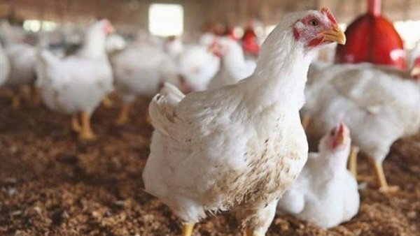 بورصة الدواجن .. الفراخ البيضاء تسجل 26 جنيها للكيلو بورصة الدواجن .. الفراخ البيضاء تسجل 26 جنيها للكيلو