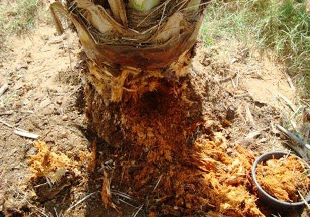 سوسة النخيل الحمراء