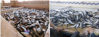 الأسماك الفاسدة المضبوطة