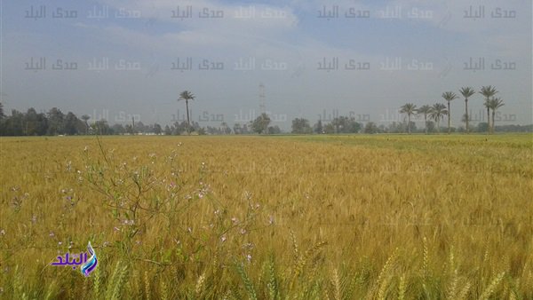 محصول القمح 