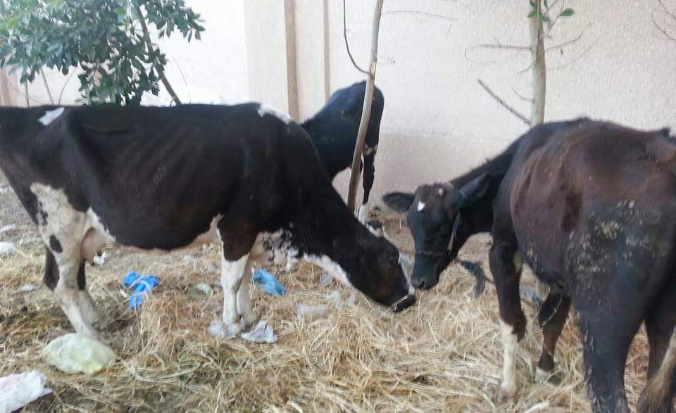 تحصين 3050 رأس ماشية ضد الجدري في كفرالشيخ تحصين 3050 رأس ماشية ضد الجدري في كفرالشيخ