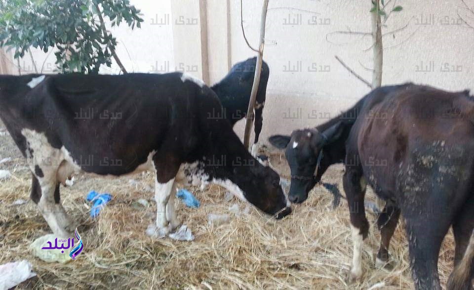 لتحصين ضد مرض جدري الماشية
