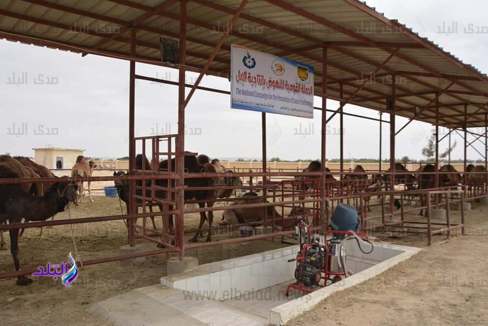 حملة قومية للنهوض بالإبل