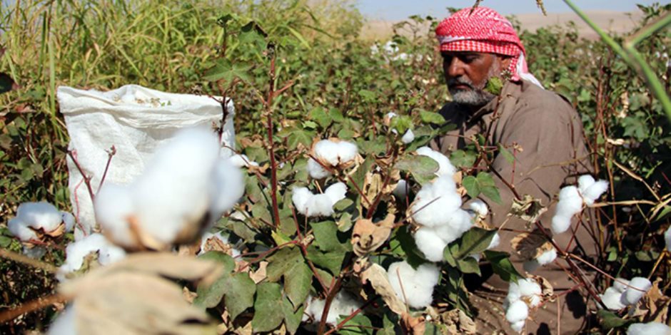  منظومة زراعة القطن