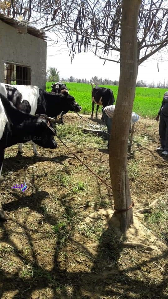 تحصين 199 الف رأس ماشية بالبحيرة بحملة الجلد العقدي والجدري