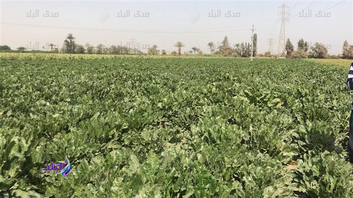 مشاريع زراعية