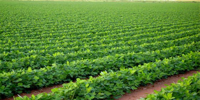 محاصيل زراعية 