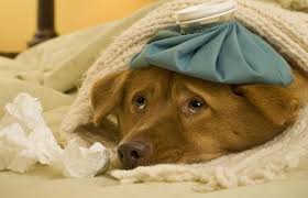 أنفلونزا الكلاب