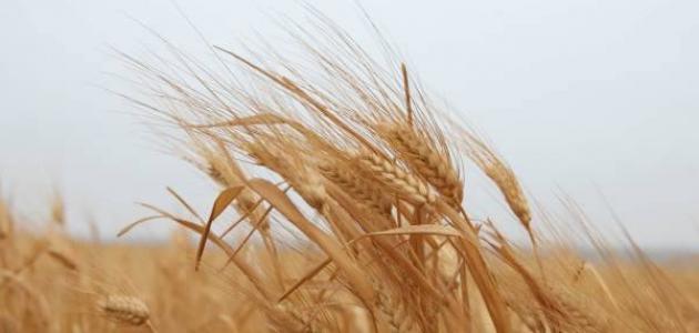 القمح