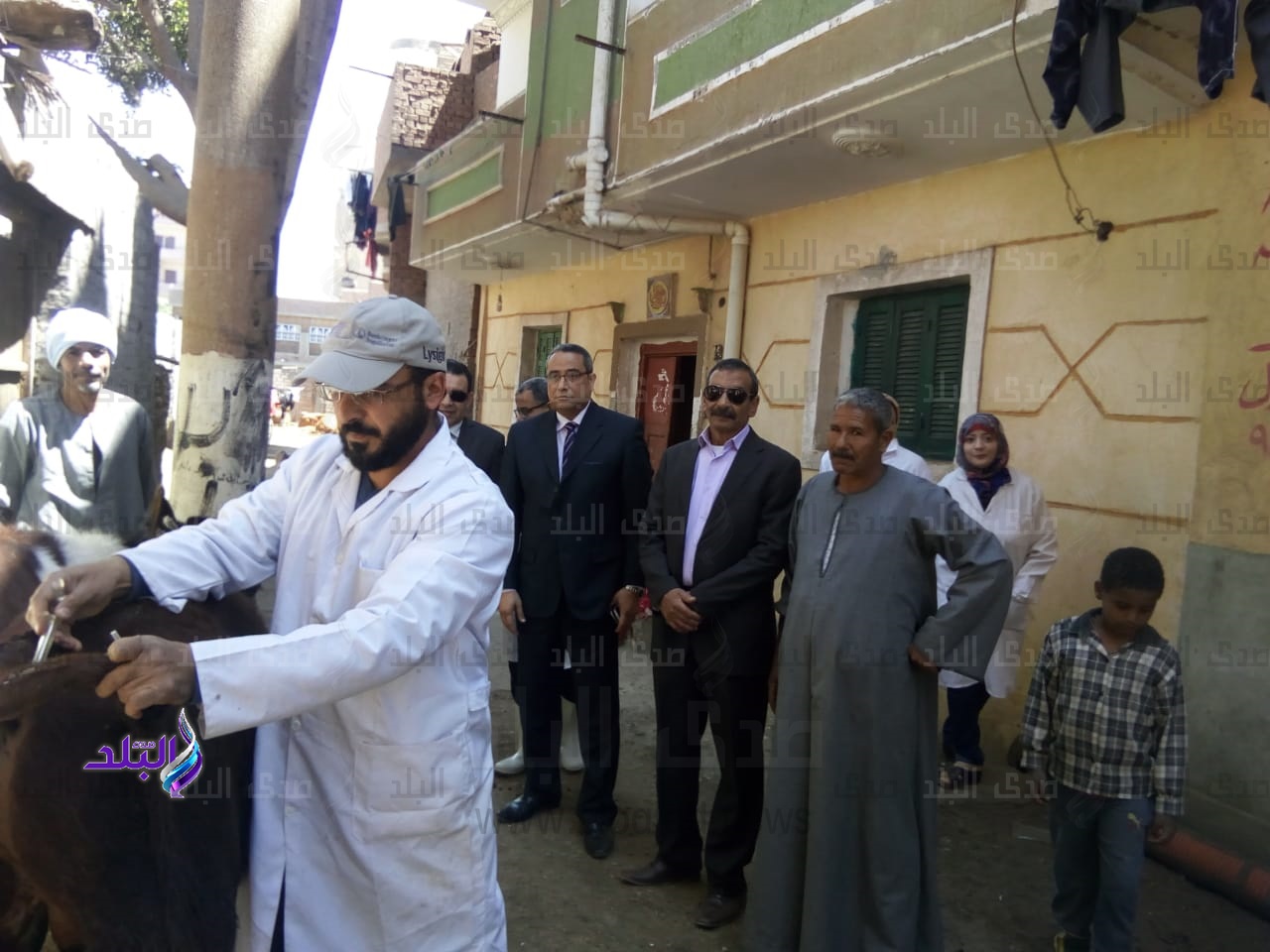 تحصين الماشية في الفيوم