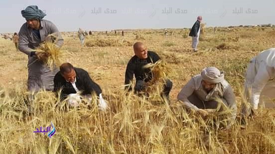رئيس مدينة النجيلة يشارك المواطنين في حصاد الزراعات المطرية رئيس مدينة النجيلة يشارك المواطنين في حصاد الزراعات المطرية