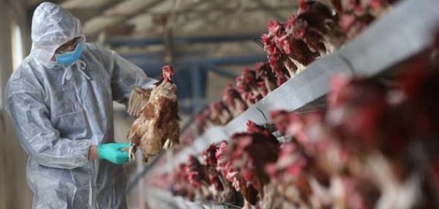 انفلونزا الطيور انفلونزا الطيور