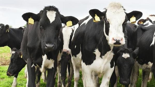 تسجيل وترقيم الماشية