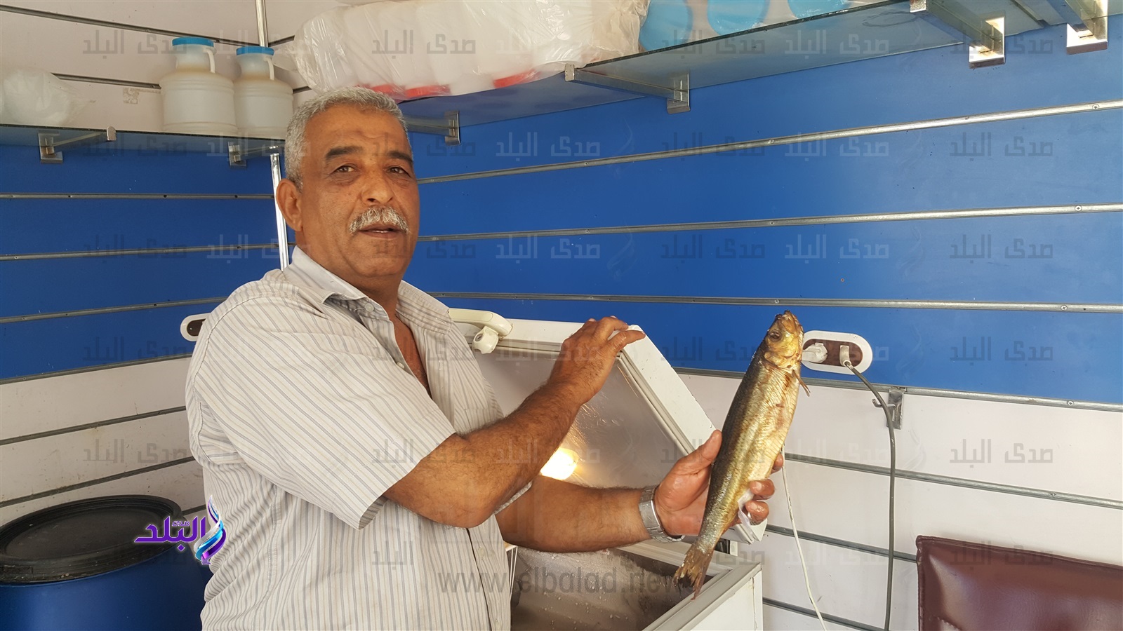 صناعة الفسيخ بالبحر الأحمر صناعة الفسيخ بالبحر الأحمر