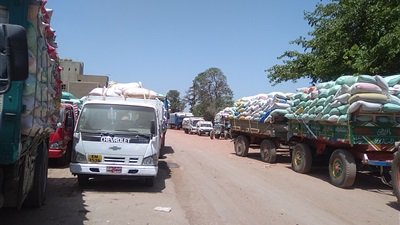 صوامع قمح الوادى الجديد تستقبل 43 الف طن