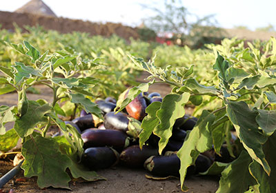 الأغذية الزراعية 