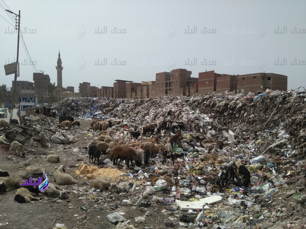 أكوام القمامة تحاصر أهالي مدينة شبين الكوم 