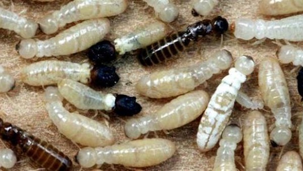 النمل الابيض