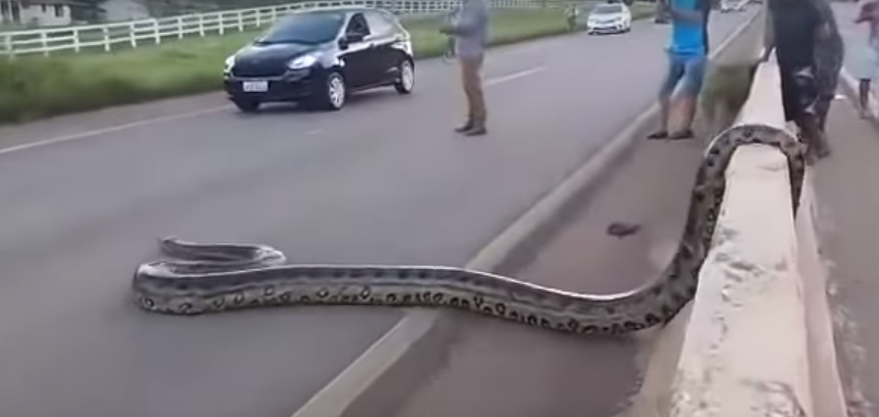 الاناكوندا ذات الـ3 أمتار تعبر الشارع