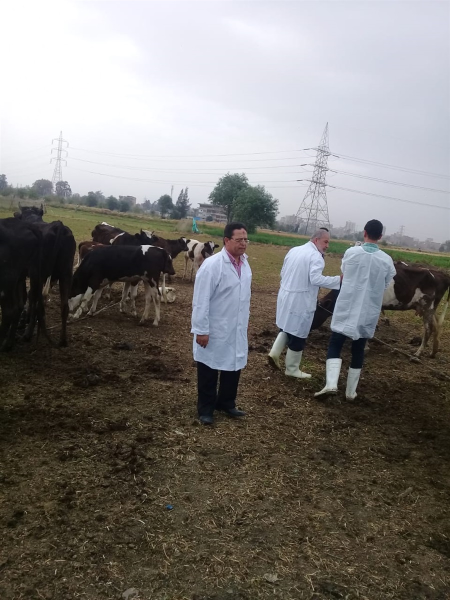 تحصين 165 الف رأس ماشية فى الدقهلية تحصين 165 الف رأس ماشية فى الدقهلية