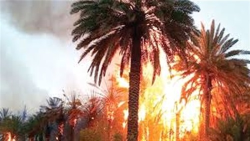حريق بمزرعة للنخيل حريق بمزرعة للنخيل