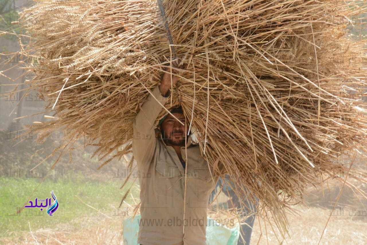 حصاد القمح