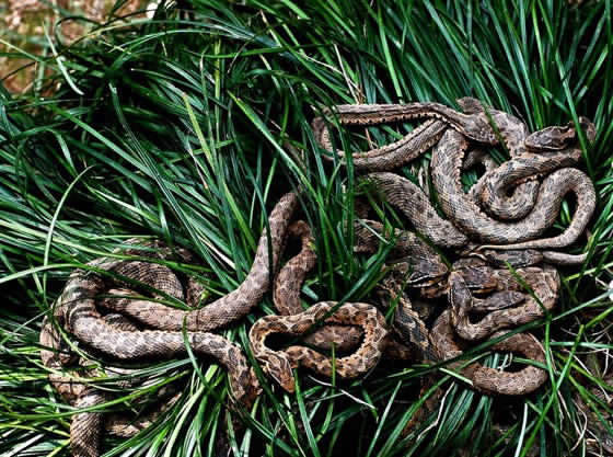 جزيرة التعابين السامة