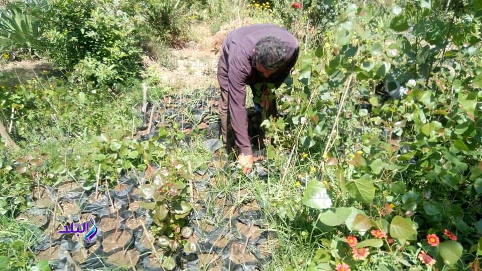 زراعة 500 ألف شجرة بلوط زراعة 500 ألف شجرة بلوط