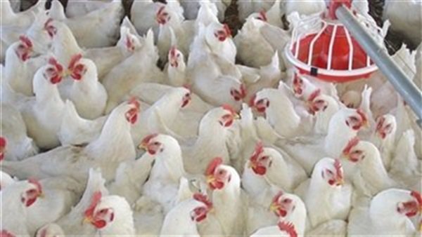 بورصة الدواجن .. الفراخ البيضاء بـ 31 جنيها للكيلو بورصة الدواجن .. الفراخ البيضاء بـ 31 جنيها للكيلو