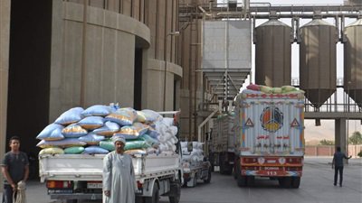 توريد 123 ألف طن من محصول القمح بشون وصوامع المنيا