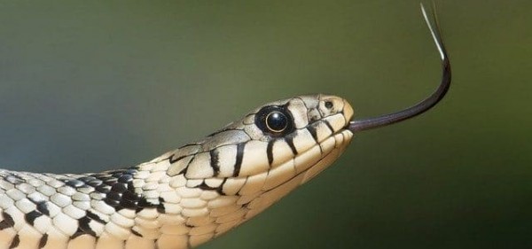 ثعبان